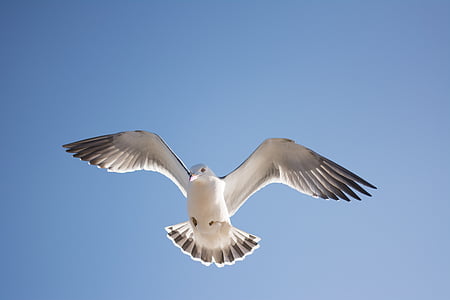 Seagull, pájaro, cielo, animal, vuelo, naturaleza, ala de animal