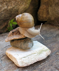 a pet, acrobatics, snail, white, rocks, balance, animal
