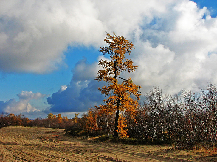 tree, autumn, pine, nature, coniferous tree, trunk, landscape