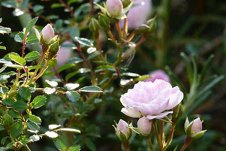 Blumen, im Frühsommer, Japan, Rosa, stieg, Knospe