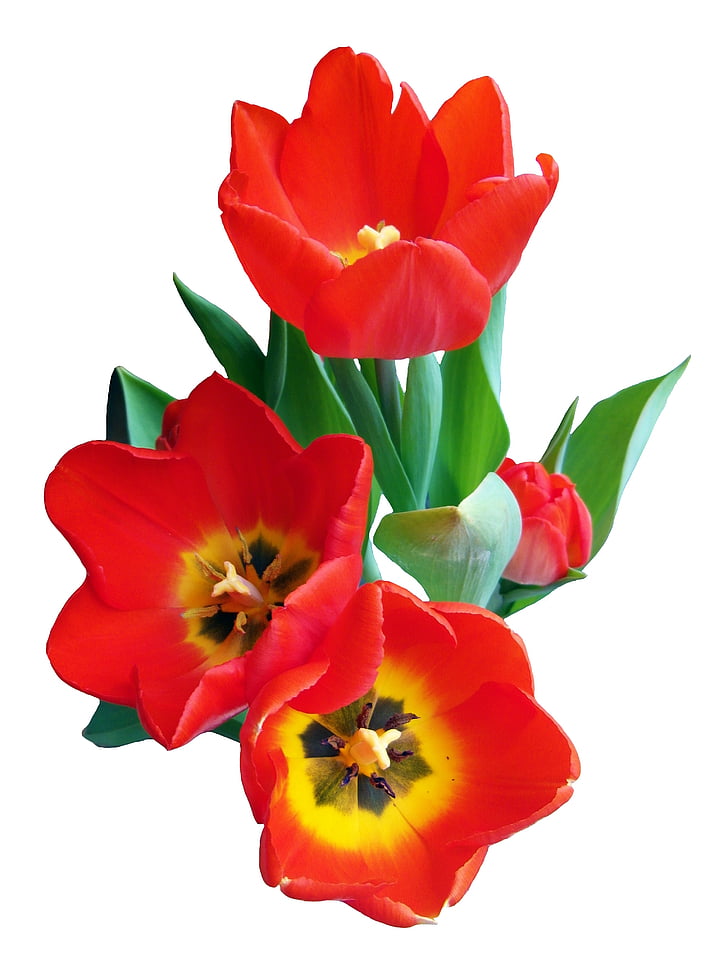 tulip, red, spring, flower, strauss, blossom, bloom