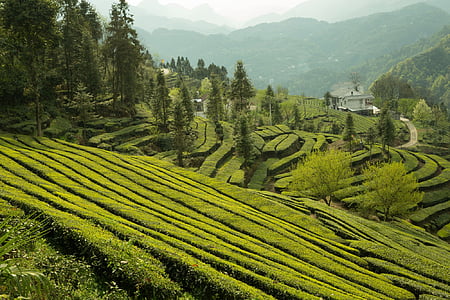 Κήπος τσαγιού, Wufeng, πράσινης συμμορίας κορυφογραμμή, Γεωργία, βουνό, αγρόκτημα, τοπίο