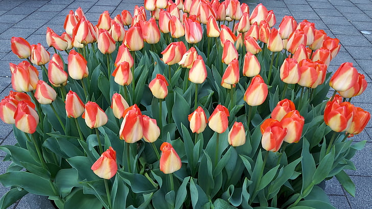 tulipány, Amsterdam, Nizozemsko