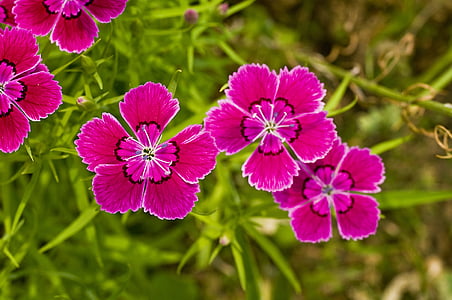Dianthus-Blume, Wildblumen, Frühling, Blumen, Pflanzen, Natur, Blüte