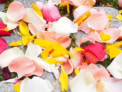 장미 꽃잎, 꽃잎, 웨딩, 레드, 핑크, 노란색, 하얀