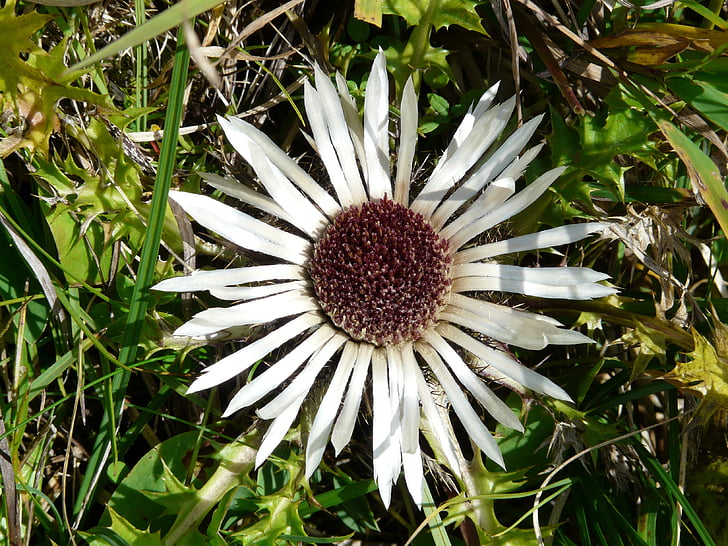 thistle de plata, cardo, flor, floración, planta, Espinosa, Espinosa