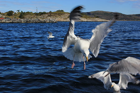 seagull, sea, water, wave, north sea, water bird, wind