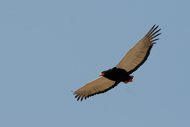 Adler, goochelaar (vogel), Botswana, savuti