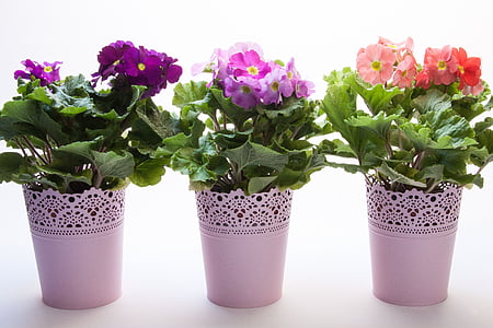 primroses, Primula vulgaris hibrid, violet, Magenta, somon, gen, familia primulaceae