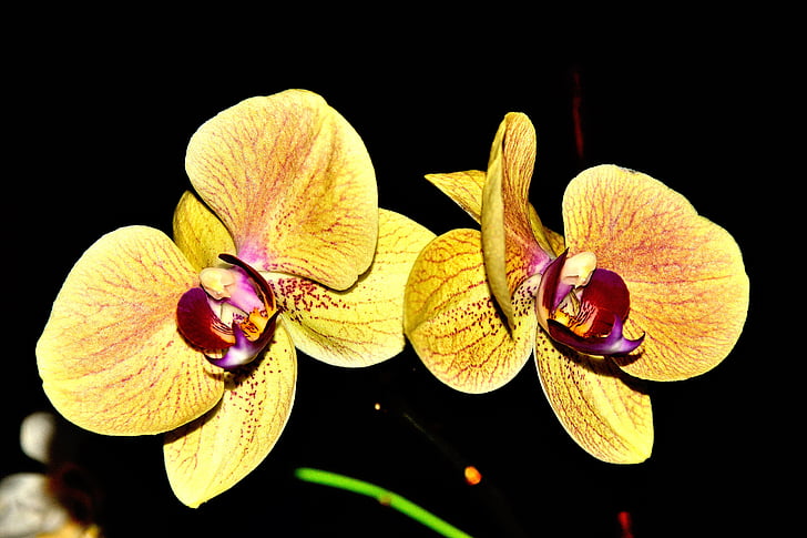 orhideja, barva, rumena, cvet, narave, vešča orhideja, rastlin
