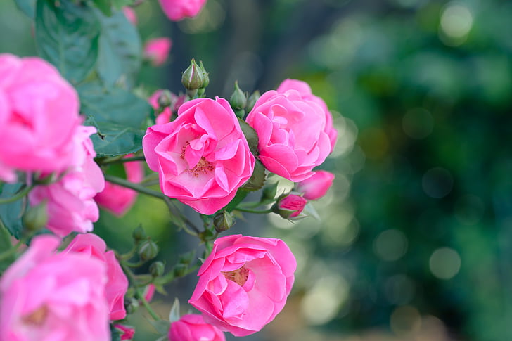 naturliga, Anläggningen, ökade, blommor, rosenträdgården, blomma trädgård, Rosa