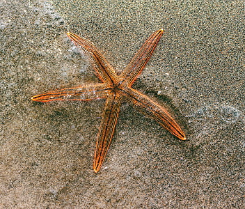 étoile de mer, sable, plage, sable de la plage, faune marine, étoile de mer, mer