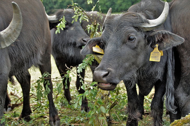 Buffalo, mucca, nero, donna, latte, animale da fattoria, mandria