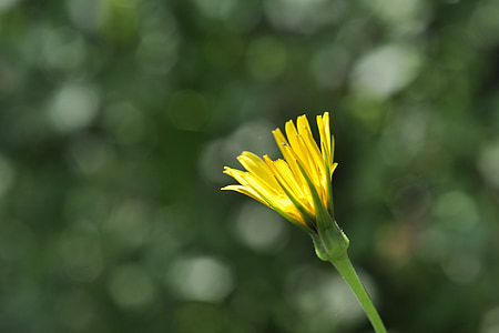 ดอก, บาน, สีเหลือง, ดอกตูม, คอมโพสิต, ทุ่งหญ้า dubius, tragopogon pratensis