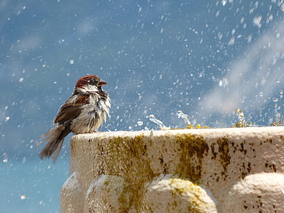 con chim, giọt nước, Đài phun nước, nước, lông vũ, ẩm ướt, thế giới động vật