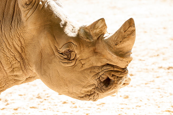 Rhino, Afrika, TJOCKHUDING, djur, Safari park, noshörning, Sydafrika