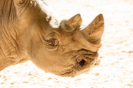 Rhino, Afrika, tlustokožec, zviera, safari park, nosorožec, Južná Afrika