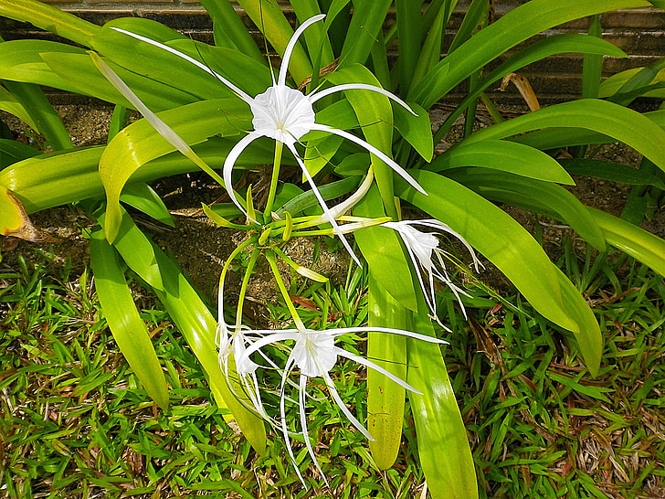 Spider lily, vit, Thailand