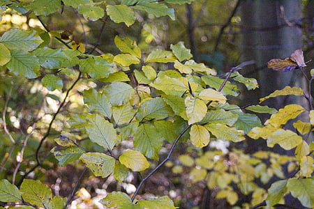 bøg, blaettter, skov, Golden, oktober, efterår, løvskov
