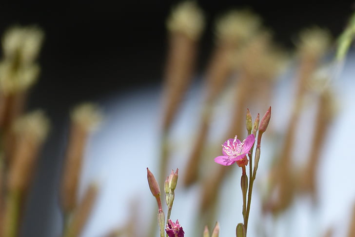 Oenothera rosea, levantou-se, flores, -de-rosa, Verão