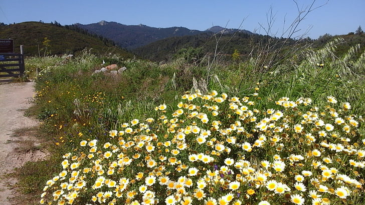bunga liar, bukit-bukit, padang rumput, kuning, Hiking