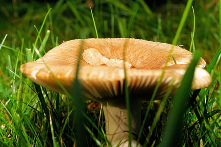 mushroom, grass, garden, nature, forest plant, brown, close