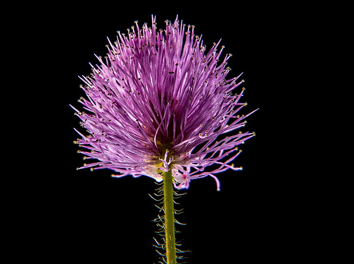 purple, flower, green, stem, Small, Flower, Flower, Macro