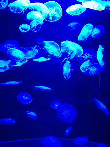 blue, jellyfish, water, sea, fish, marine, ocean