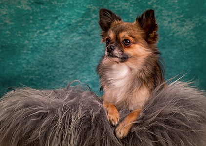 Chihuahua, pies, małe, mały pies, Chiwawa, Owłosione, ładny