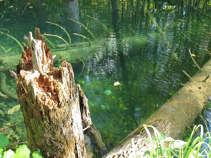 broken tree, water, konar, trunk, a tree in the water