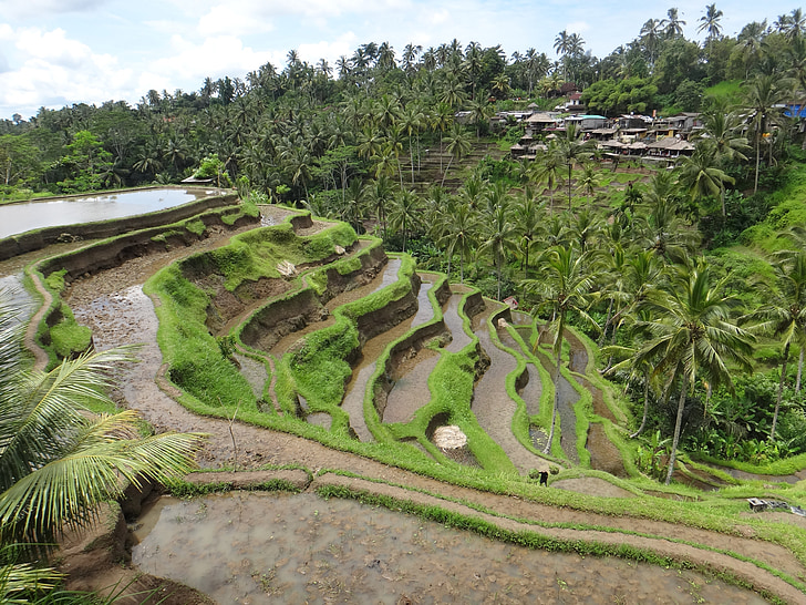 Bali, ryż, taras, przemieszcza się z wyścigu, zielony, Indonezja, wakacje