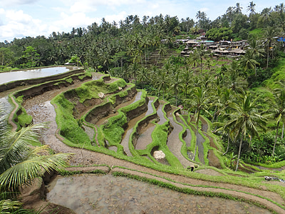 Bali, rijst, Terras, reizen race, groen, Indonesië, vakantie
