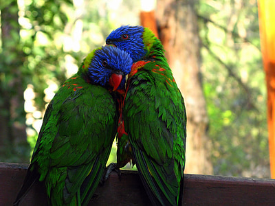 loro arco iris, Parque zoológico, amor, pareja, Loro, aves arbóreas, flora y fauna