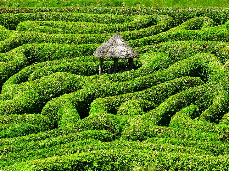 labyrinthe, labyrinthe, Glendurgan, jardin, Cornwall, glande du Sud, Royaume-Uni