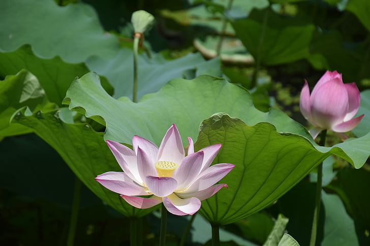 Lotus, bloem, zomer, water, aquatische, water lily, waterlelie lotus