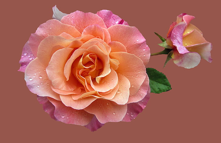 ružičnjak, plemenita ruža augusta luise, ruža, cvijet, ruže cvatu, Zatvori, ruža - cvijet