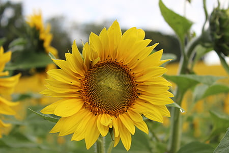 bunga matahari, mekar, bunga, kuning, bidang, Cantik, alam
