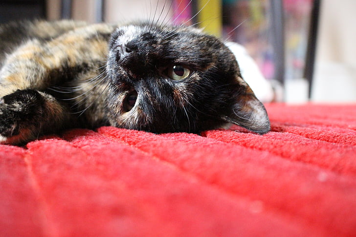 alfombra, gato, Close-up, felino, mascota, animales de compañía, animal