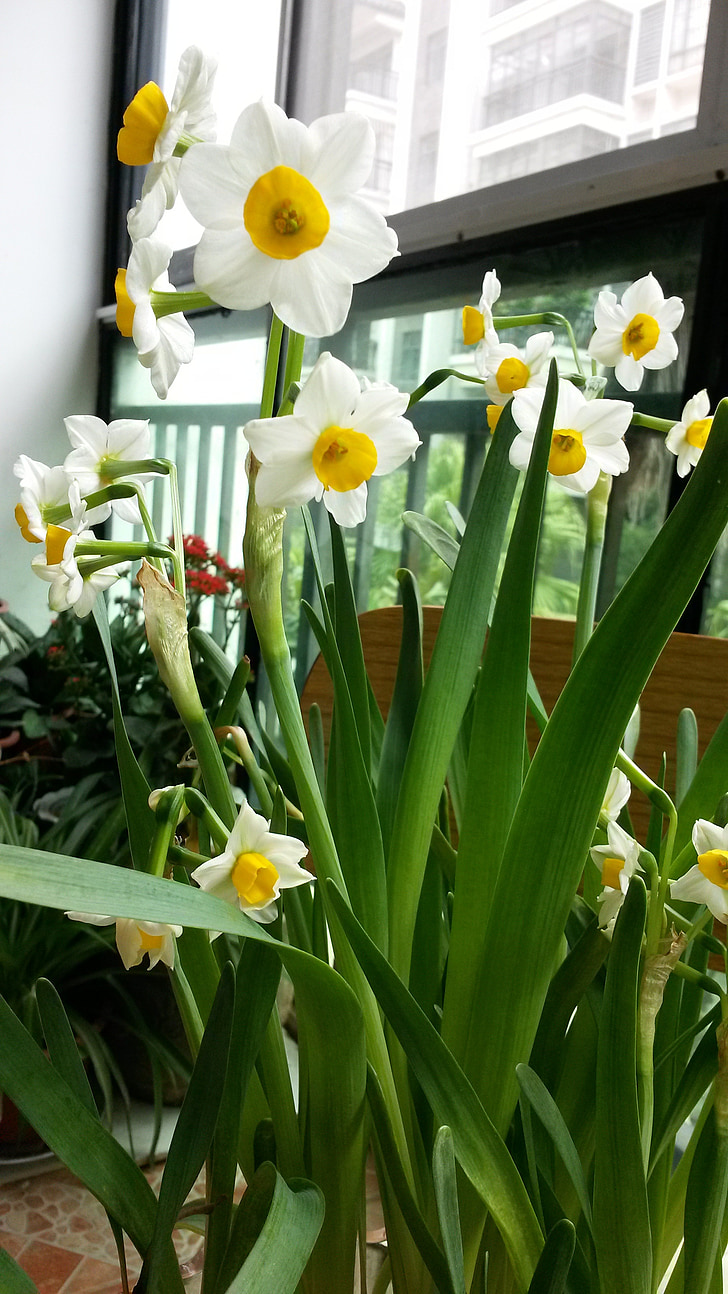Narcissus, blomma, Daffodil, bukett, Tulip, naturen, Anläggningen