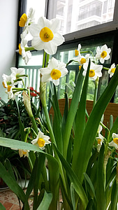 Narciso, fiore, Giallo narciso, bouquet, tulipano, natura, pianta