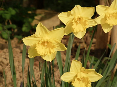 osterglocken, narcisi, primavera, giallo, fiore, Giallo narciso, natura