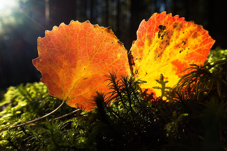 leaf, alder, colorful, yellow, orange, autumn, light