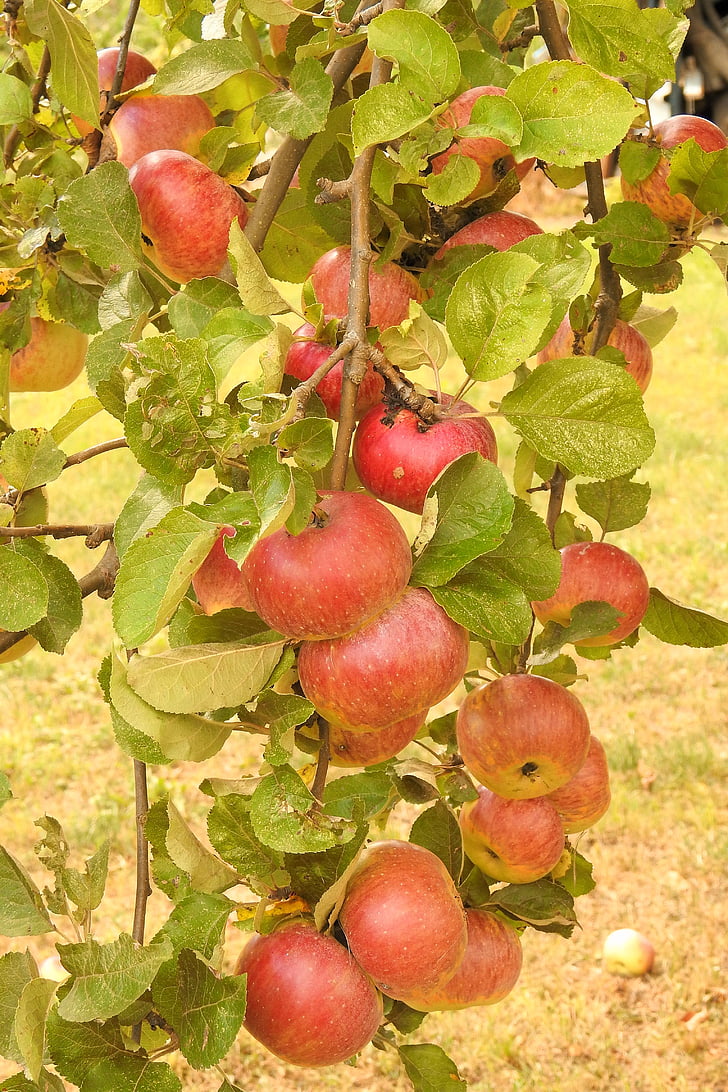 apple, apple tree, branch, ripe, kernobstgewaechs, fruits