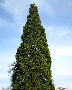 Cypress, Sequoia, bomen, vijver park, Amriswil, Thurgau, Zwitserland