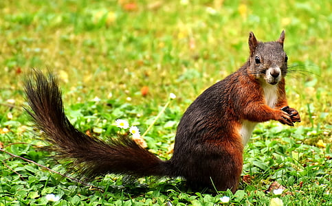 squirrel, nager, garden, cute, rodent, nature, animal