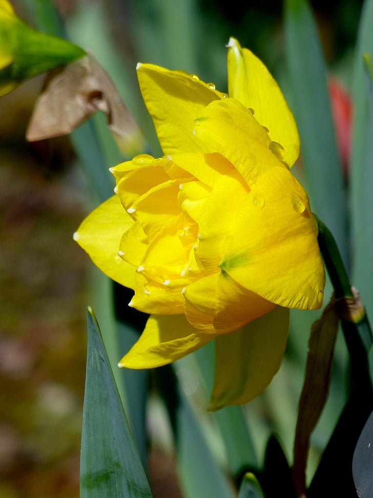 Narcissus, Daffodil, våren, blomma, gul, trädgård, påsk