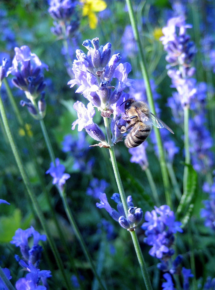 Bee, lavendel, macro, bloem, zomer, paars, plant