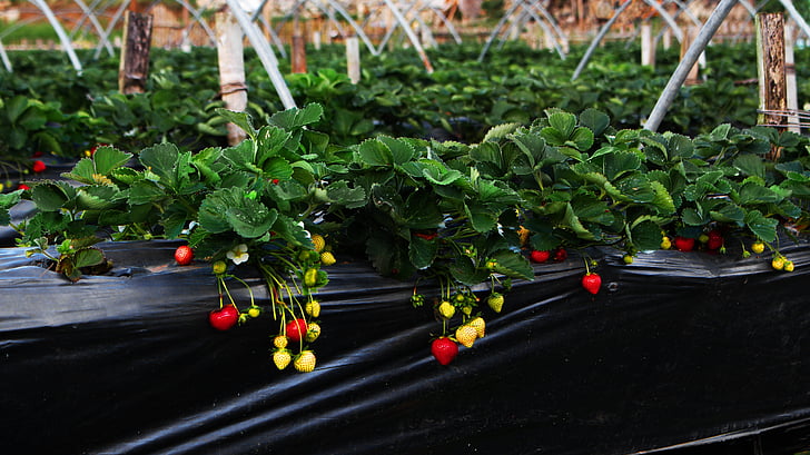 fraise, ferme, jardin, ferme aux fraises, plante, couleur verte, rouge