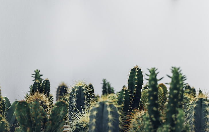 Cactus, Cactus, Cactus, plantes, croissance, nature, aucun peuple