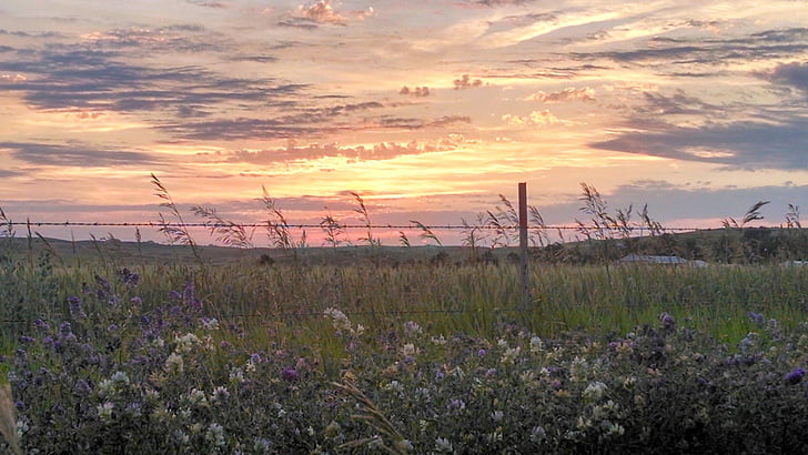 wilde bloemen, Prairie, zonsondergang